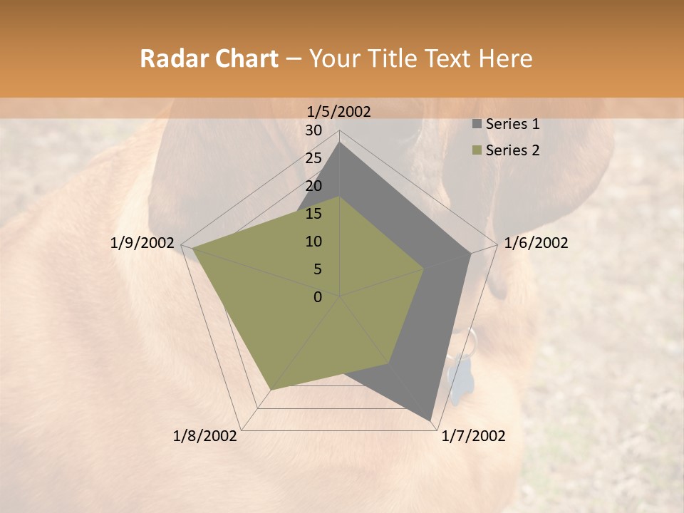 A Brown Dog With A Blue Tag On It's Collar PowerPoint Template