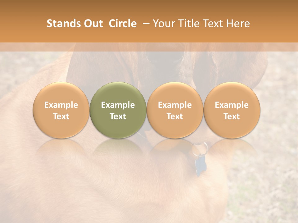 A Brown Dog With A Blue Tag On It's Collar PowerPoint Template