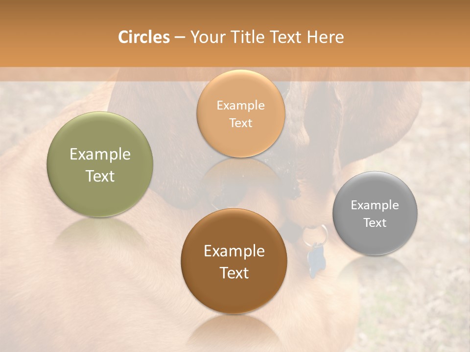 A Brown Dog With A Blue Tag On It's Collar PowerPoint Template