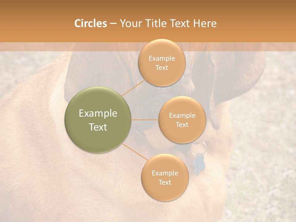 A Brown Dog With A Blue Tag On It's Collar PowerPoint Template