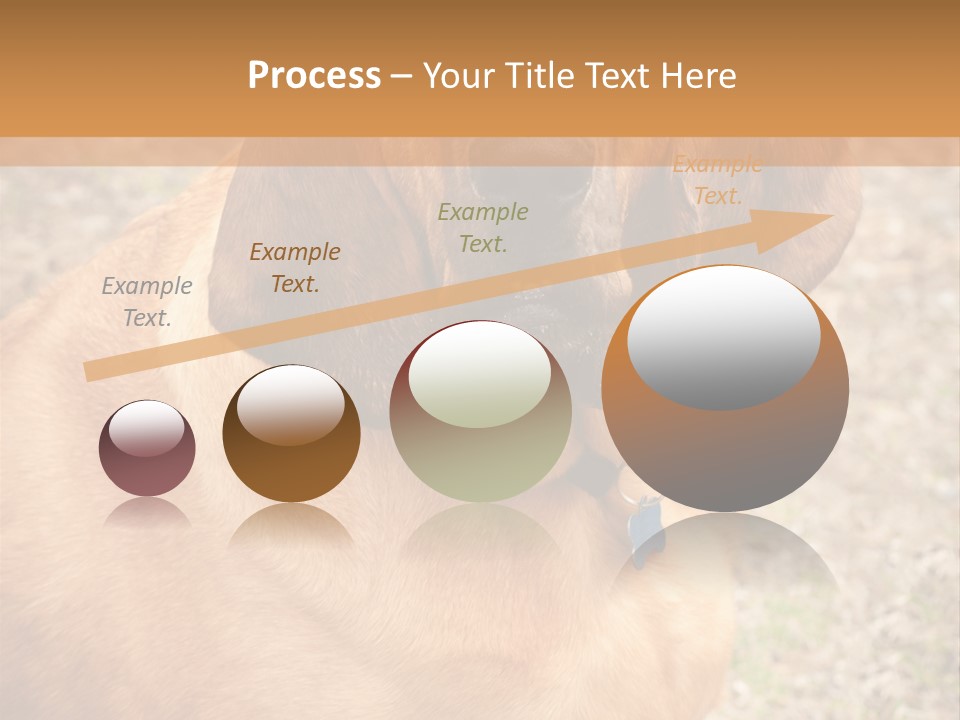 A Brown Dog With A Blue Tag On It's Collar PowerPoint Template