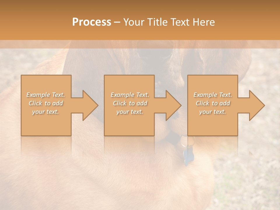 A Brown Dog With A Blue Tag On It's Collar PowerPoint Template