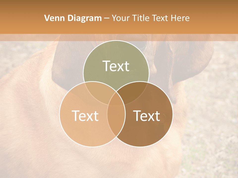 A Brown Dog With A Blue Tag On It's Collar PowerPoint Template