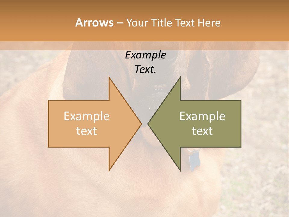 A Brown Dog With A Blue Tag On It's Collar PowerPoint Template