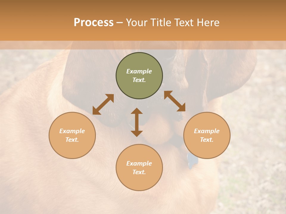 A Brown Dog With A Blue Tag On It's Collar PowerPoint Template