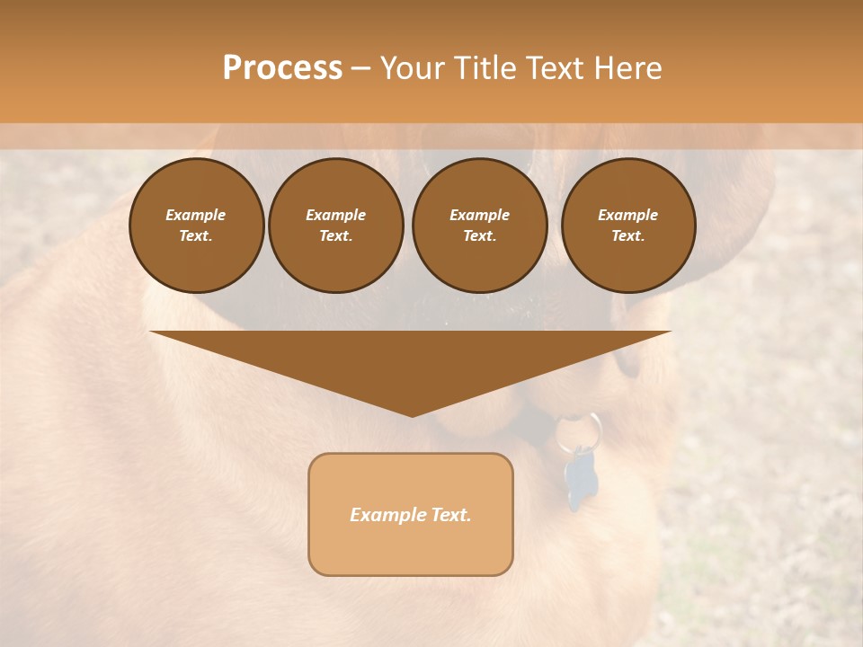 A Brown Dog With A Blue Tag On It's Collar PowerPoint Template