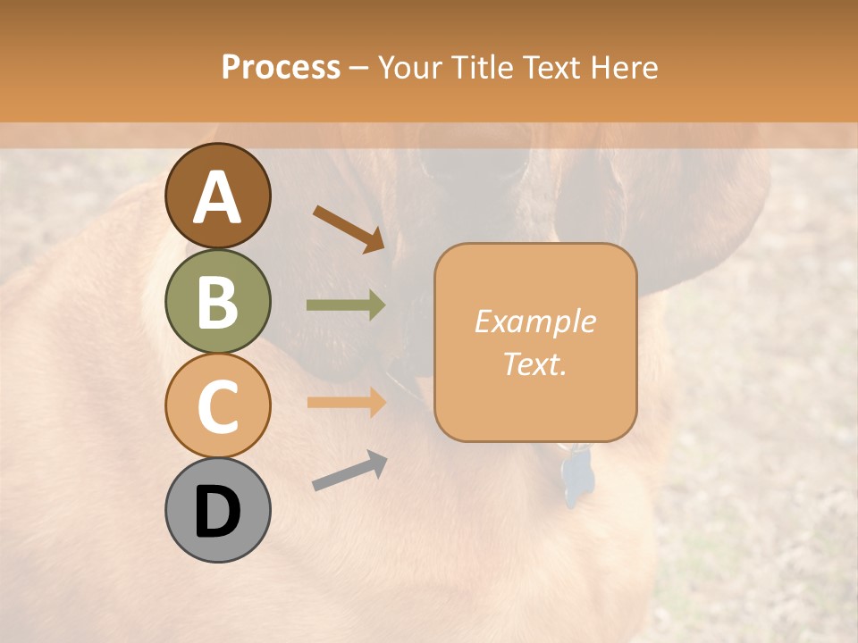 A Brown Dog With A Blue Tag On It's Collar PowerPoint Template