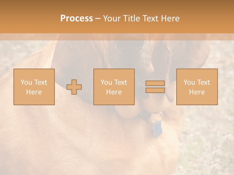 A Brown Dog With A Blue Tag On It's Collar PowerPoint Template