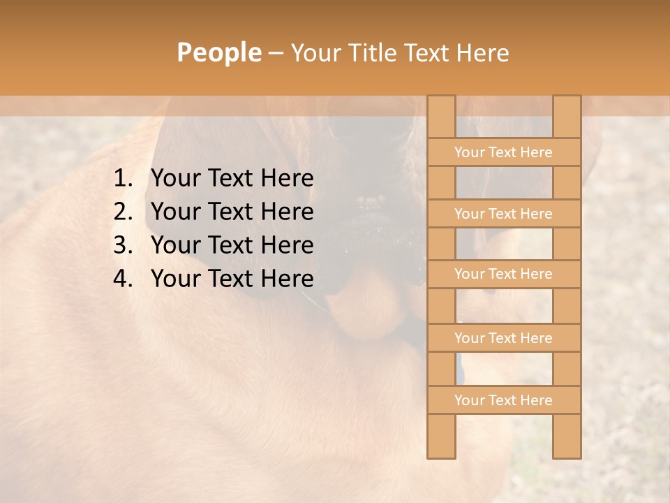 A Brown Dog With A Blue Tag On It's Collar PowerPoint Template