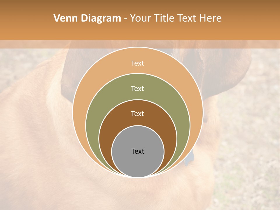 A Brown Dog With A Blue Tag On It's Collar PowerPoint Template