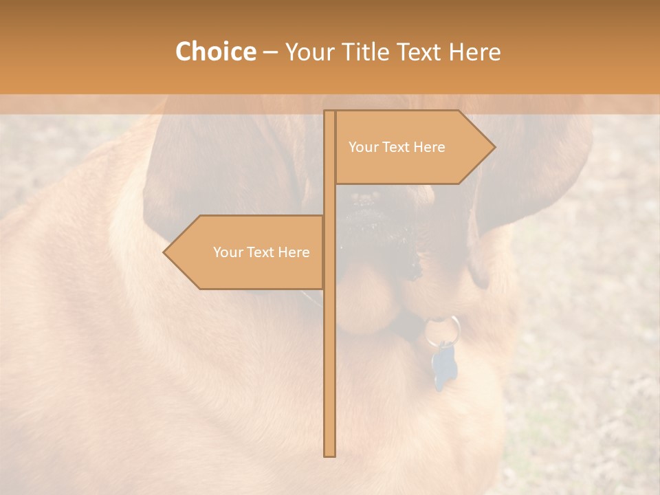 A Brown Dog With A Blue Tag On It's Collar PowerPoint Template