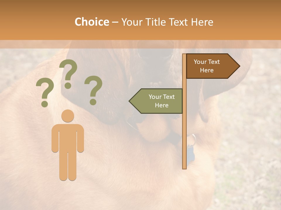 A Brown Dog With A Blue Tag On It's Collar PowerPoint Template