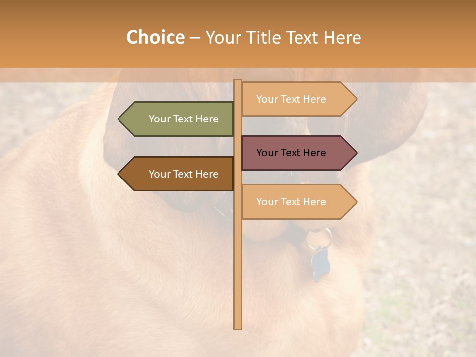 A Brown Dog With A Blue Tag On It's Collar PowerPoint Template