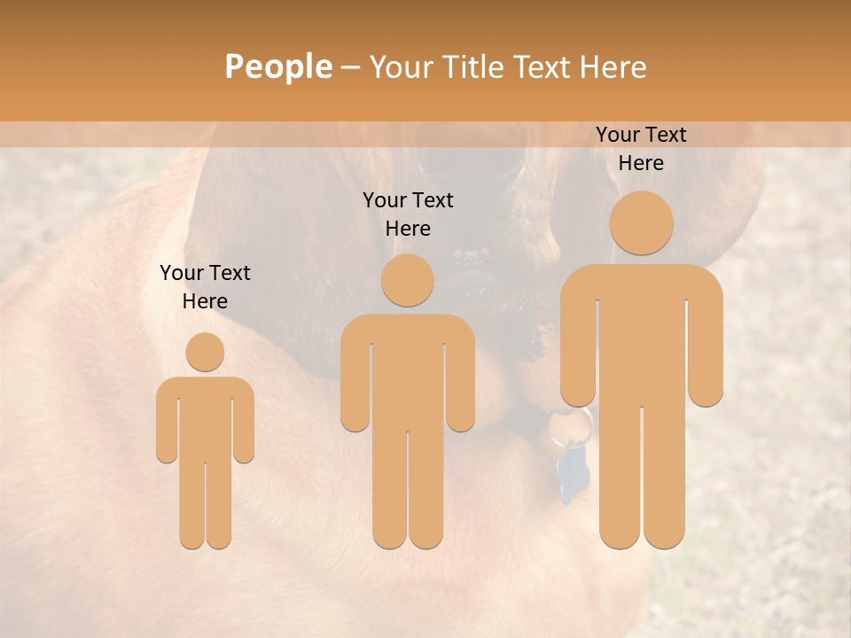A Brown Dog With A Blue Tag On It's Collar PowerPoint Template
