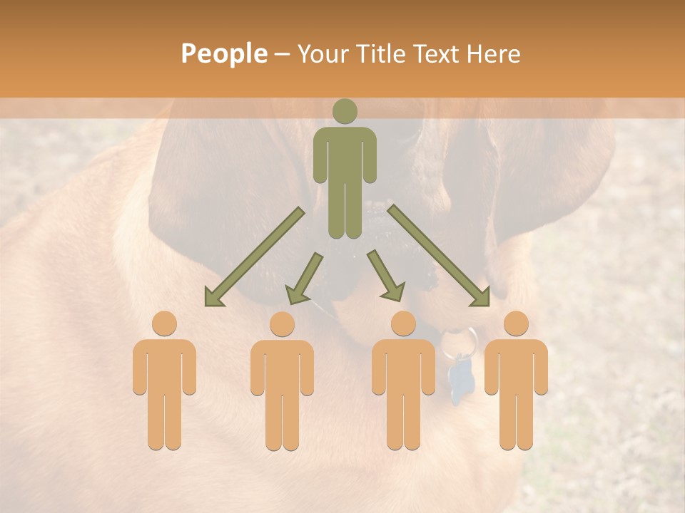 A Brown Dog With A Blue Tag On It's Collar PowerPoint Template