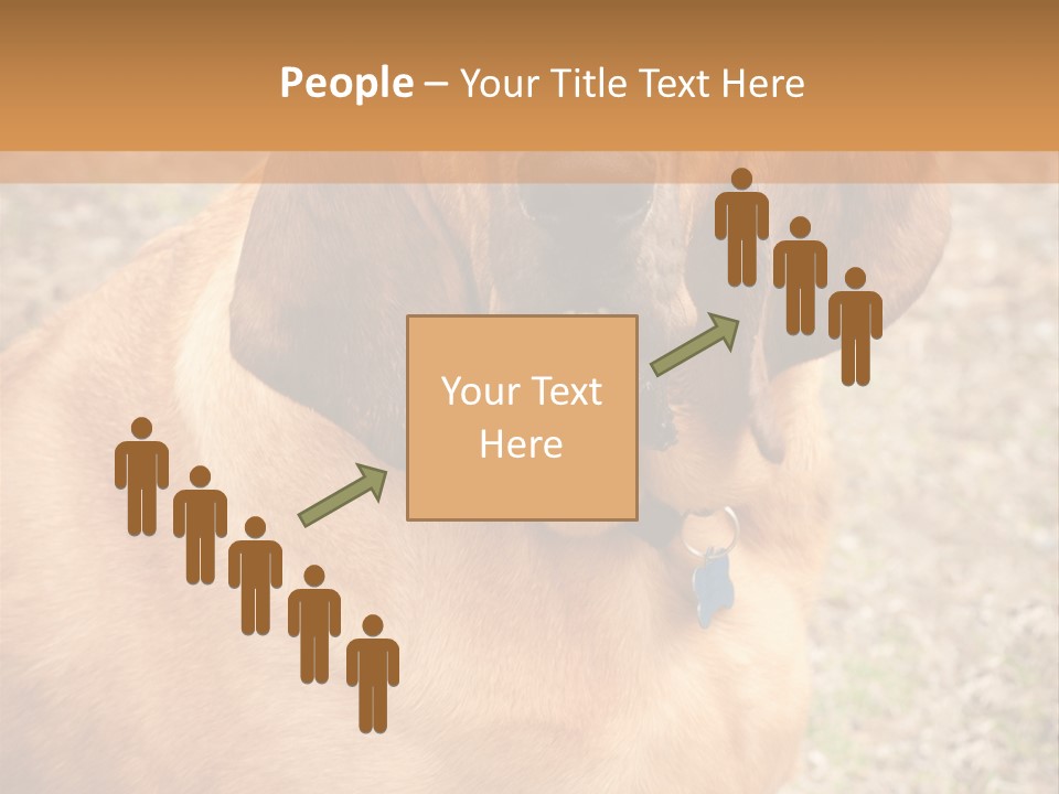 A Brown Dog With A Blue Tag On It's Collar PowerPoint Template