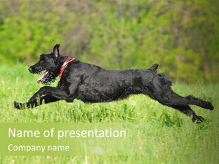 A Black Dog Jumping In The Air In A Field PowerPoint Template