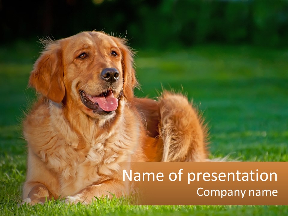 A Large Brown Dog Laying On Top Of A Lush Green Field PowerPoint Template