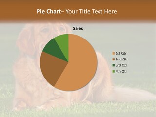 A Large Brown Dog Laying On Top Of A Lush Green Field PowerPoint Template