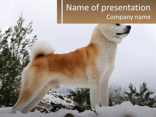 A Brown And White Dog Standing In The Snow PowerPoint Template