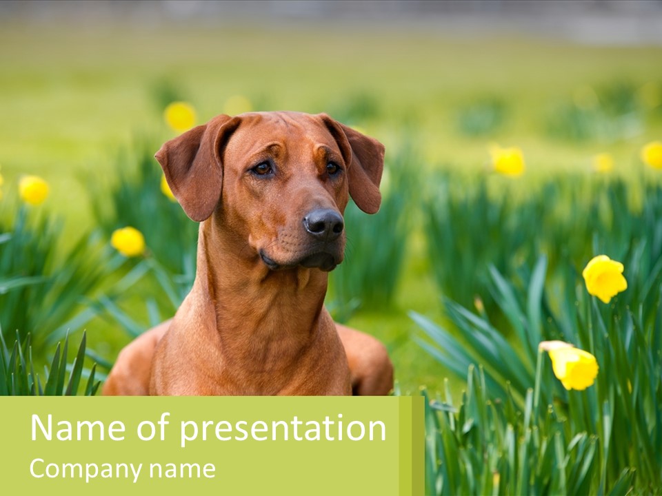 A Brown Dog Sitting In A Field Of Yellow Flowers PowerPoint Template