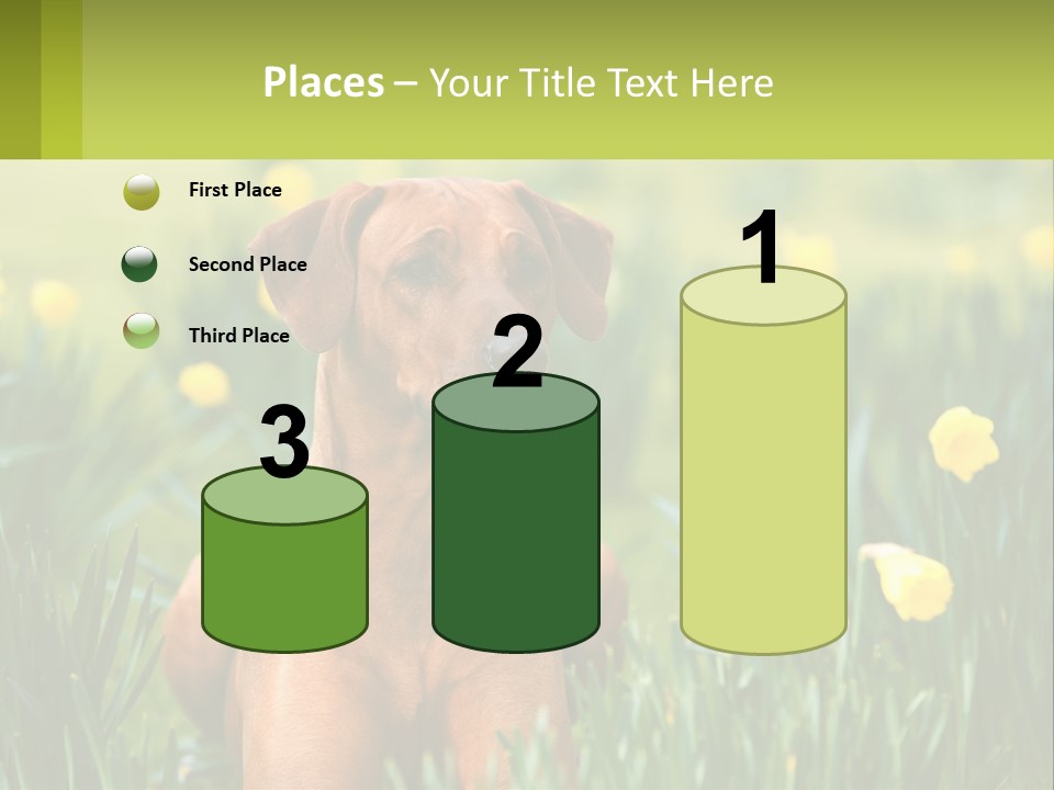 A Brown Dog Sitting In A Field Of Yellow Flowers PowerPoint Template