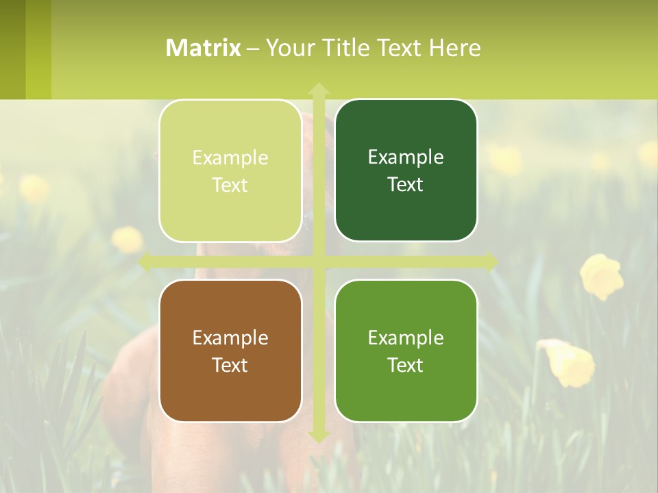 A Brown Dog Sitting In A Field Of Yellow Flowers PowerPoint Template