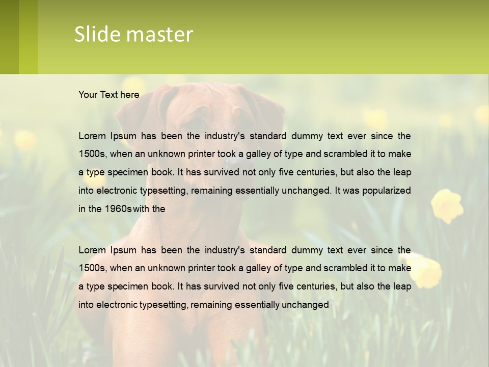 A Brown Dog Sitting In A Field Of Yellow Flowers PowerPoint Template