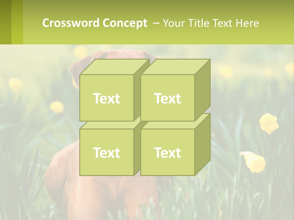 A Brown Dog Sitting In A Field Of Yellow Flowers PowerPoint Template