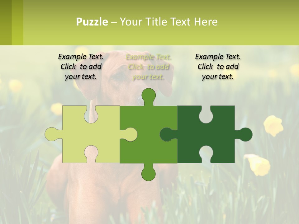 A Brown Dog Sitting In A Field Of Yellow Flowers PowerPoint Template