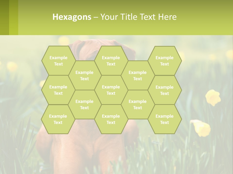 A Brown Dog Sitting In A Field Of Yellow Flowers PowerPoint Template