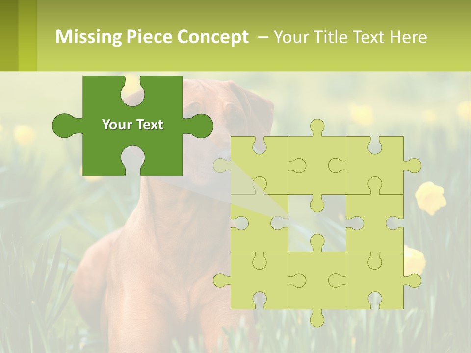 A Brown Dog Sitting In A Field Of Yellow Flowers PowerPoint Template