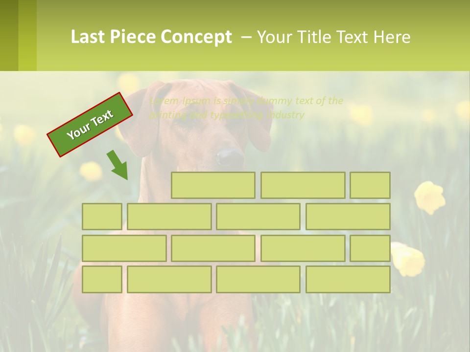 A Brown Dog Sitting In A Field Of Yellow Flowers PowerPoint Template