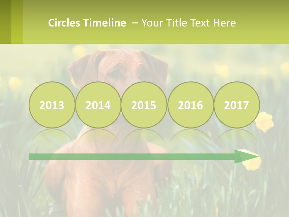 A Brown Dog Sitting In A Field Of Yellow Flowers PowerPoint Template