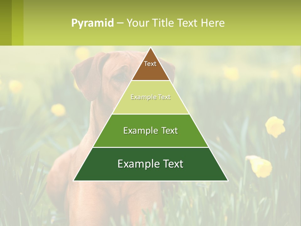 A Brown Dog Sitting In A Field Of Yellow Flowers PowerPoint Template