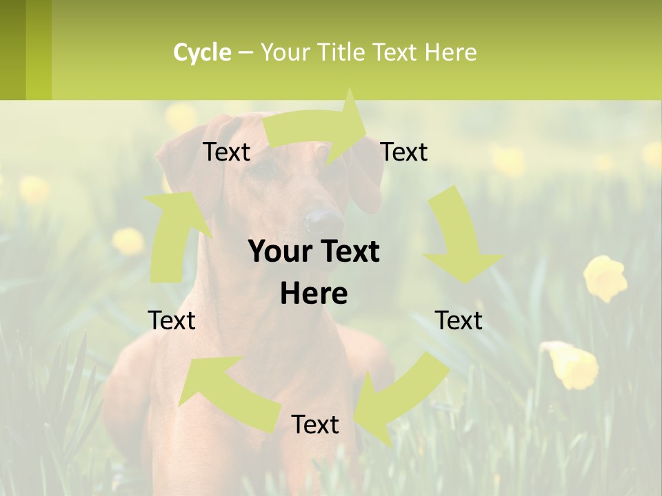 A Brown Dog Sitting In A Field Of Yellow Flowers PowerPoint Template