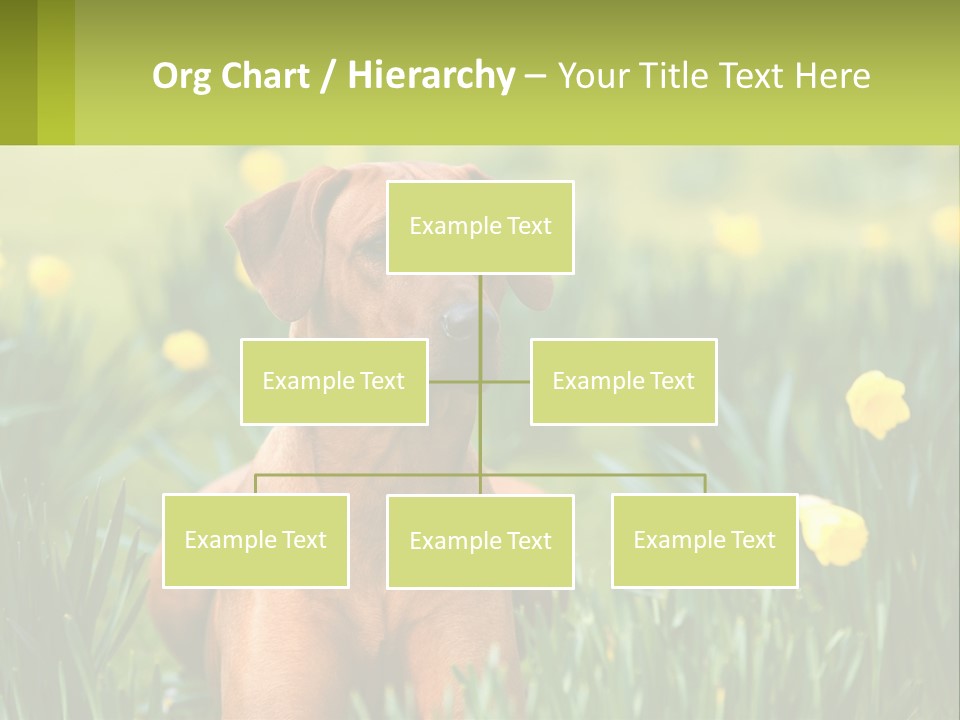 A Brown Dog Sitting In A Field Of Yellow Flowers PowerPoint Template