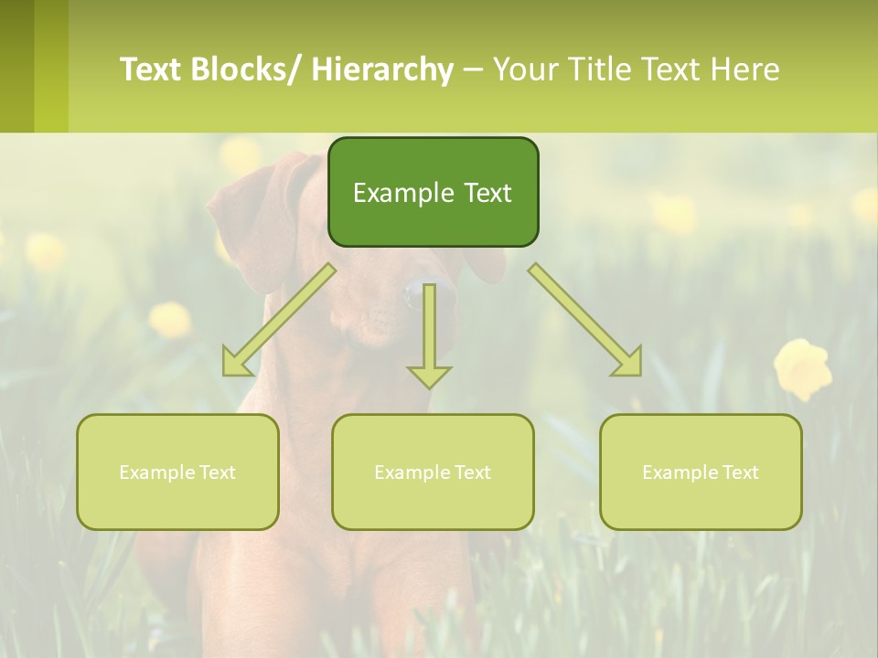 A Brown Dog Sitting In A Field Of Yellow Flowers PowerPoint Template