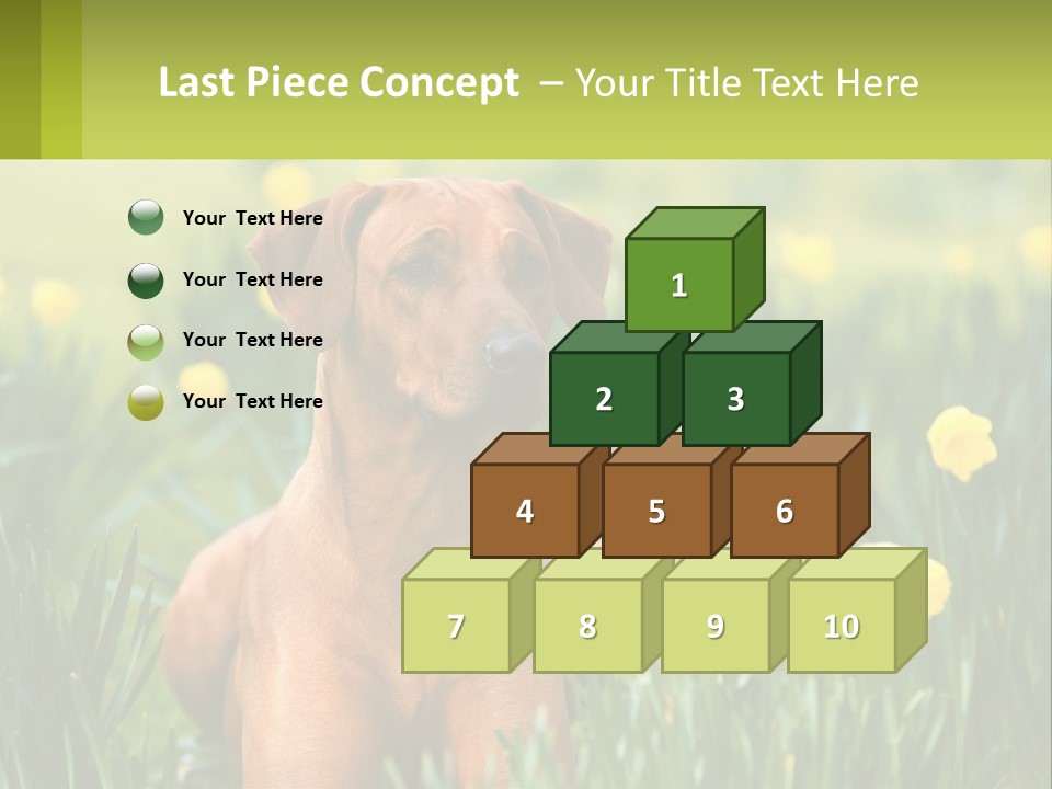 A Brown Dog Sitting In A Field Of Yellow Flowers PowerPoint Template