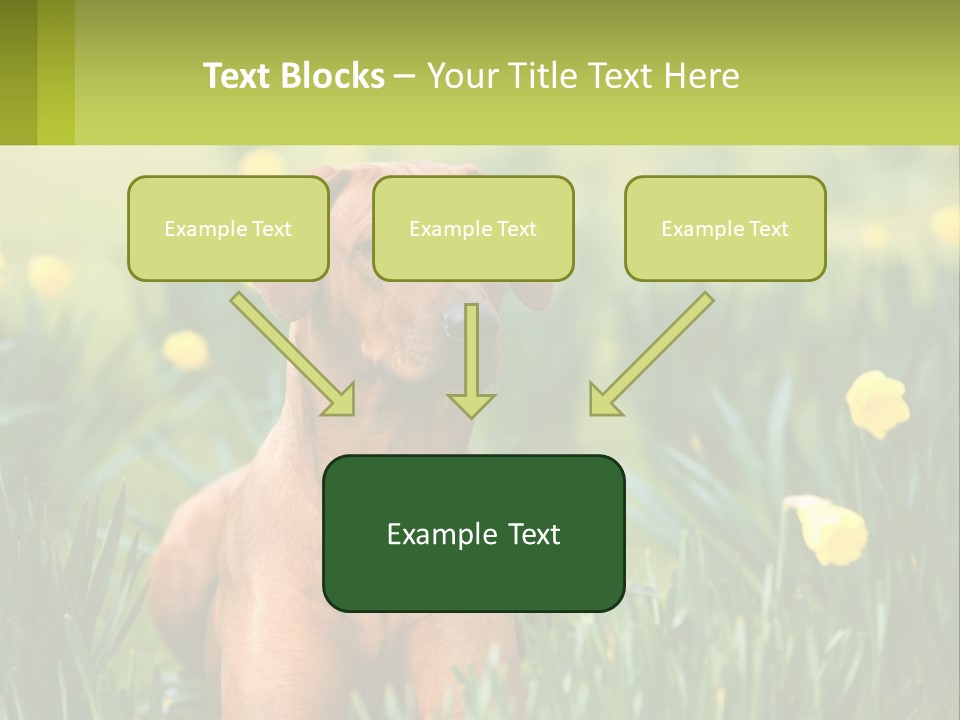A Brown Dog Sitting In A Field Of Yellow Flowers PowerPoint Template