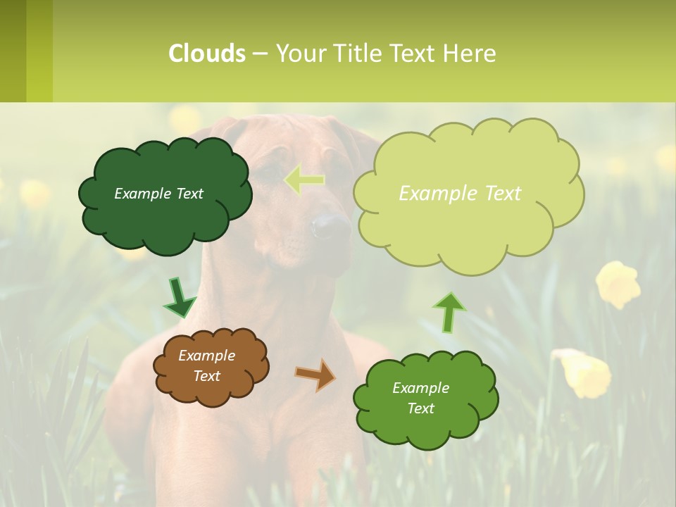 A Brown Dog Sitting In A Field Of Yellow Flowers PowerPoint Template