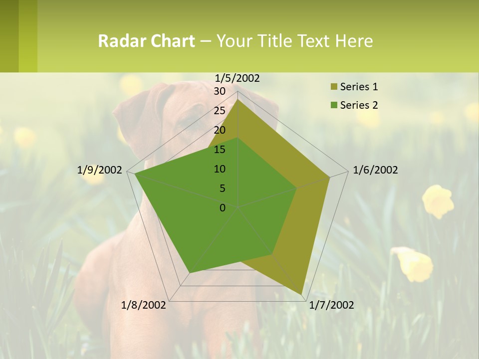 A Brown Dog Sitting In A Field Of Yellow Flowers PowerPoint Template