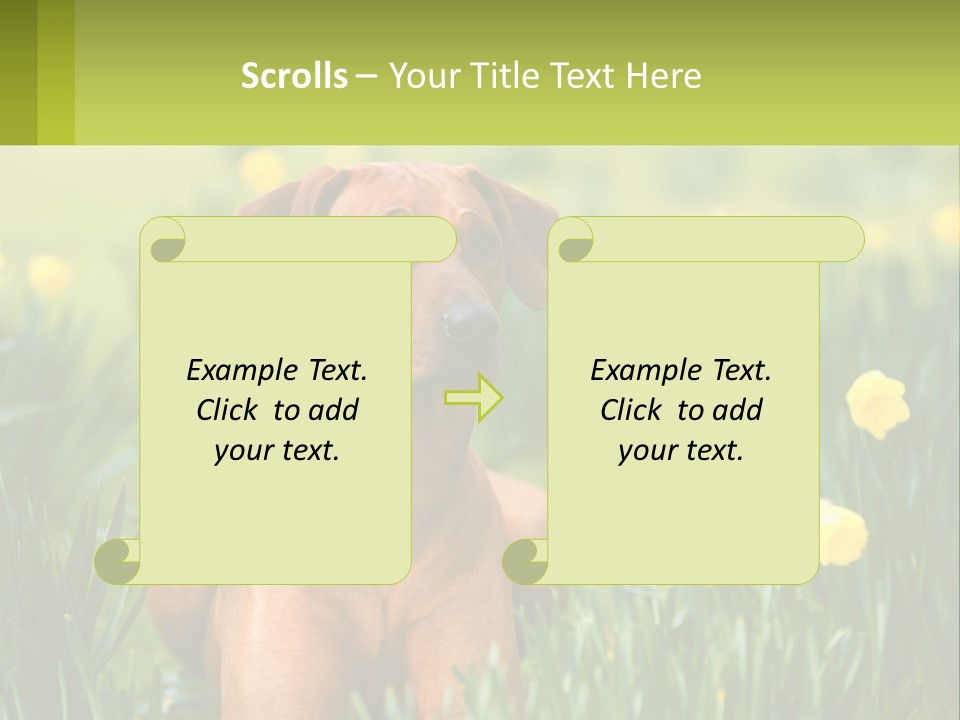 A Brown Dog Sitting In A Field Of Yellow Flowers PowerPoint Template