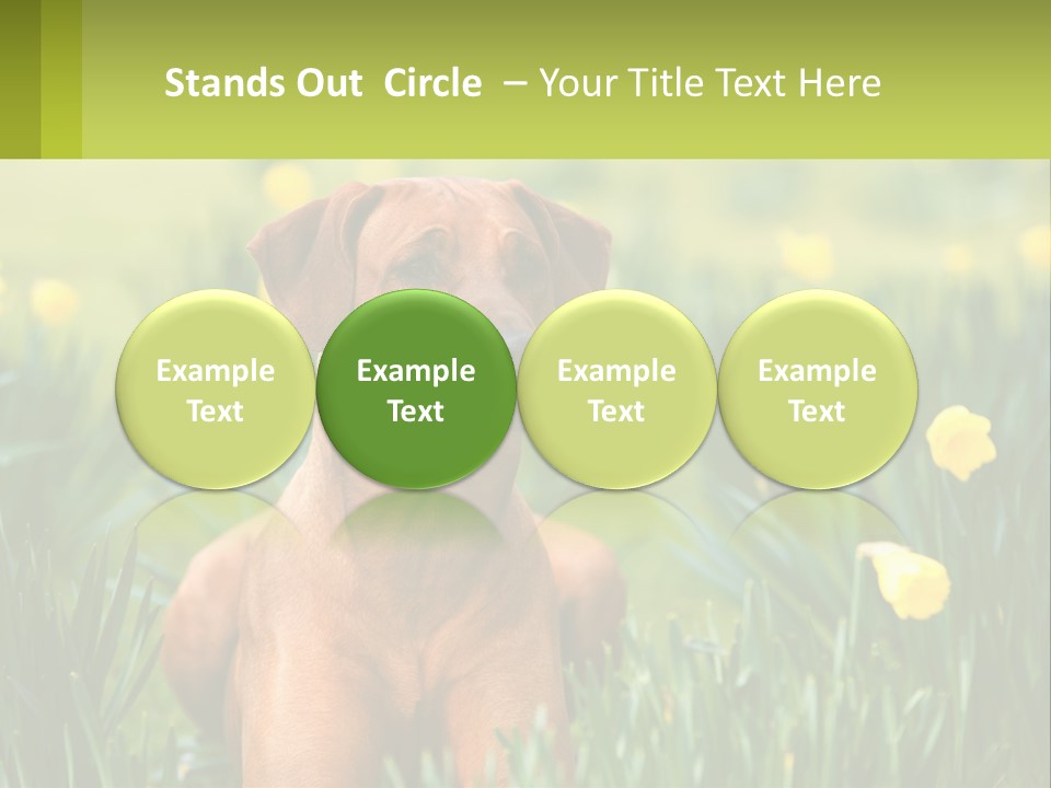 A Brown Dog Sitting In A Field Of Yellow Flowers PowerPoint Template