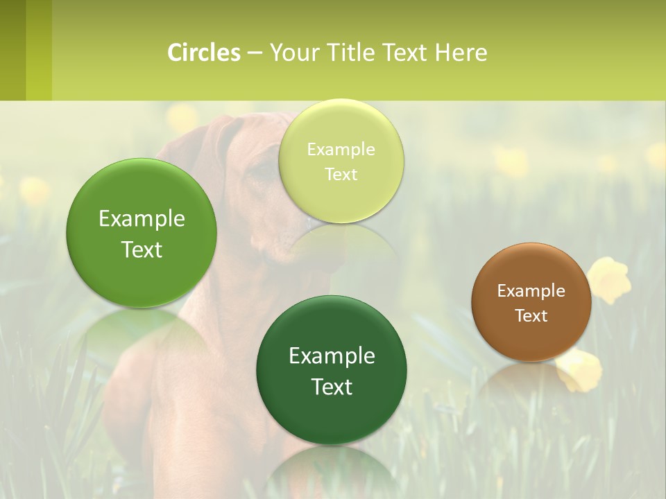 A Brown Dog Sitting In A Field Of Yellow Flowers PowerPoint Template