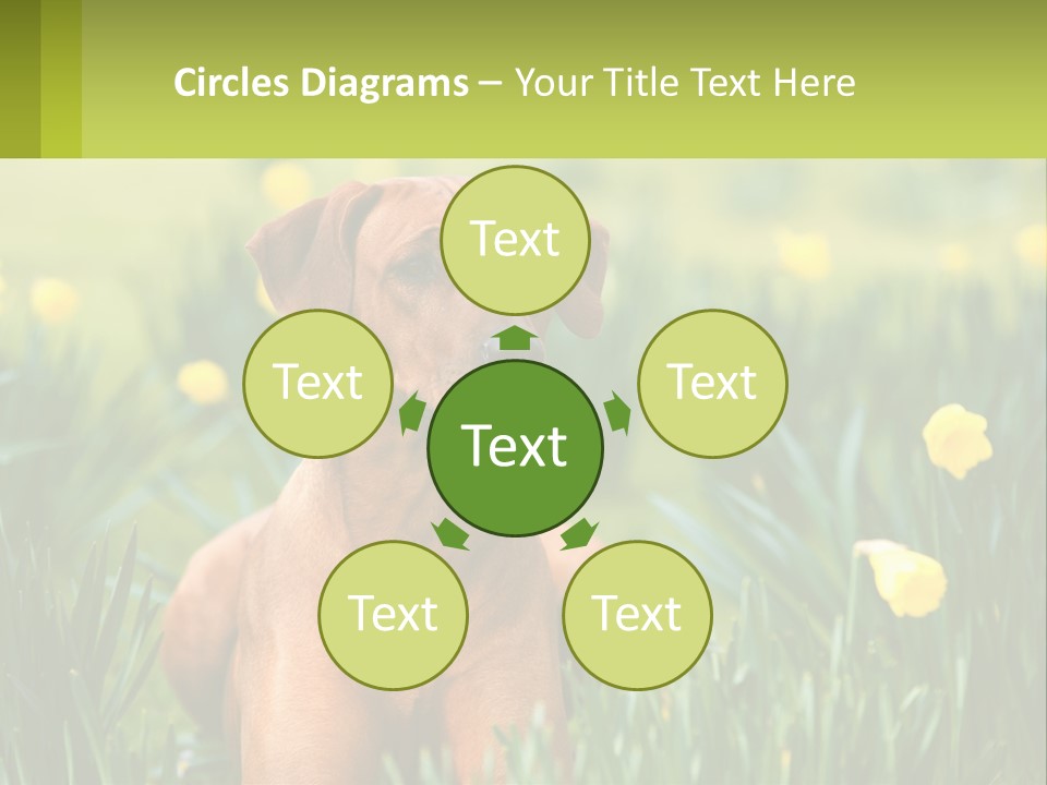 A Brown Dog Sitting In A Field Of Yellow Flowers PowerPoint Template