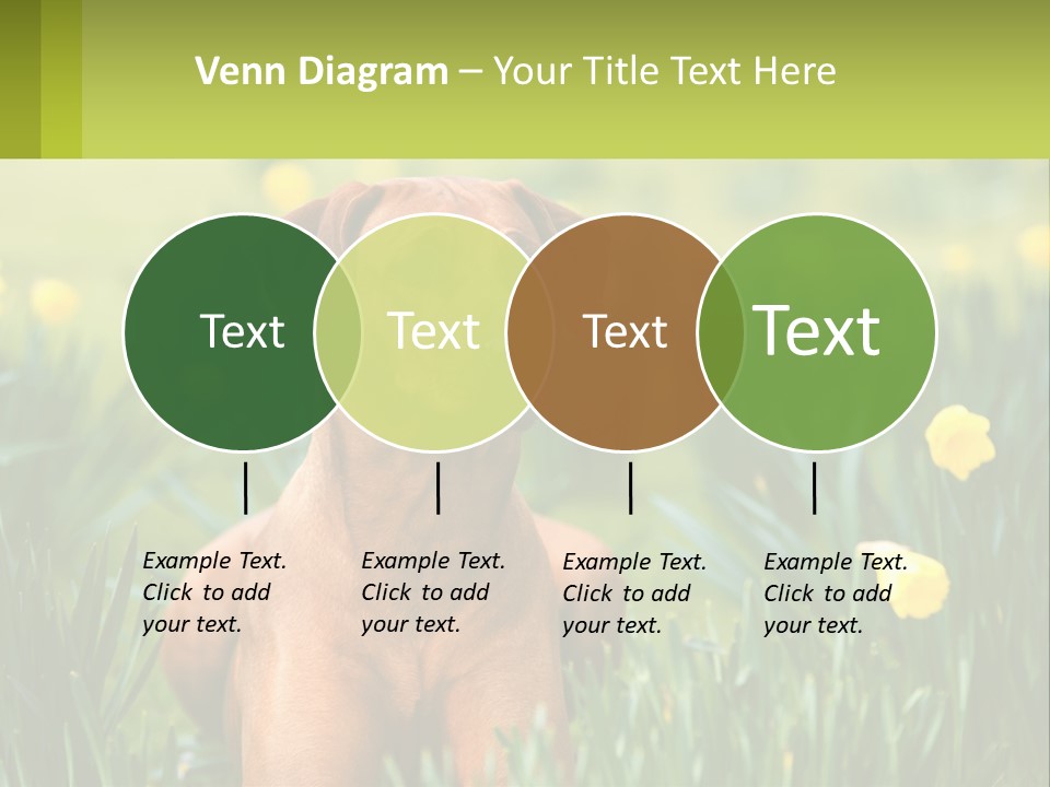 A Brown Dog Sitting In A Field Of Yellow Flowers PowerPoint Template