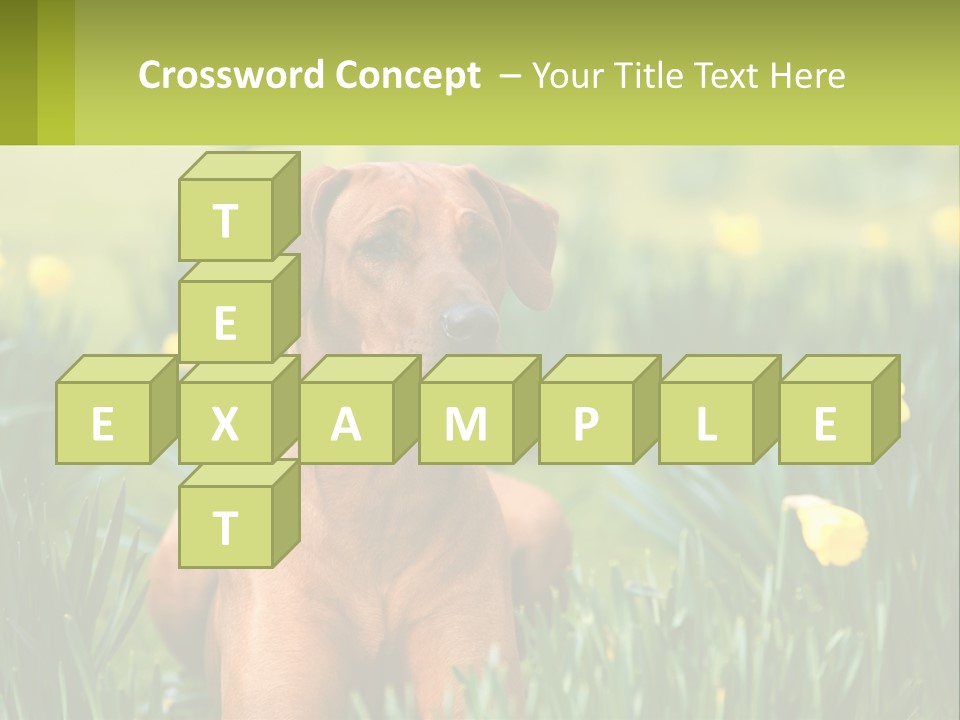 A Brown Dog Sitting In A Field Of Yellow Flowers PowerPoint Template