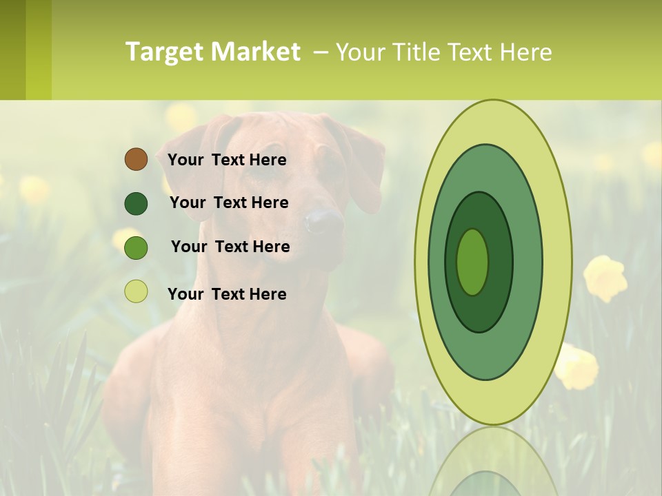 A Brown Dog Sitting In A Field Of Yellow Flowers PowerPoint Template