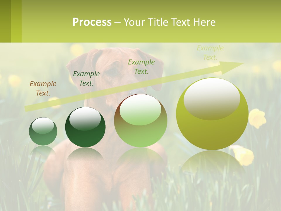 A Brown Dog Sitting In A Field Of Yellow Flowers PowerPoint Template